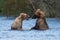 Two Alaskan brown bears playing