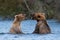 Two Alaskan brown bears playing