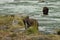 Two Alaskan Brown Bearx fishing for salmon in Chilkoot River, Haines, Alaska