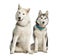 Two Alaskan Malamut, sitting and panting, isolated