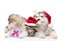 Two alaskan malamute dogs and maine coon cat in red santa hats. isolated on white