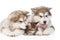 Two alaskan malamute dogs and maine coon cat together. isolated