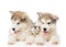 Two Alaskan malamute puppies lying with tiny kitten. isolated on white background