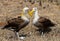 Two albatross sitting on the ground. The Galapagos Islands. Birds. Ecuador.