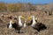 Two albatross sitting on the ground. The Galapagos Islands. Birds. Ecuador.