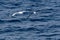 Two albatrosses fly together over the Scotia Sea.  One is a wandering albatross, the other a black-browed albatross.