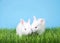 Two albino baby bunnies in green grass