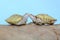 Two albino red ear slider tortoises are basking on dry logs.