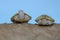 Two albino red ear slider tortoises are basking on dry logs.