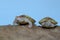 Two albino red ear slider tortoises are basking on dry logs.