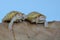 Two albino red ear slider tortoises are basking on dry logs.