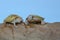 Two albino red ear slider tortoises are basking on dry logs.