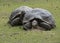 Two Aldabra tortoises eating