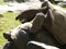 Two Aldabra Tortoises Mating 1