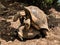 Two Aldabra tortoises reproducing on Moyenne island