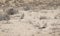 Two Alectoris Chukar Partridges Running for Cover near the Makhtesh Ramon Crater in Israel