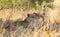 Two alert African Lions looking ahead while resting in the bush