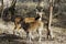 Two alert Indian Red Spotted Deer looking out for each other