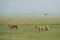 Two Alert lioness from marsh pride seen at Masai Mara, Kenya