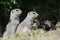 Two Alert Little Ground Squirrels Standing Guard Over Their Home