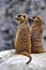 Two alert meerkats