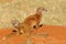 Two alert yellow mongoose at their den, South Africa