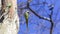 Two Alexandrine Parakeets on Tree