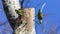 Two Alexandrine Parakeets on Tree