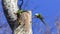 Two Alexandrine Parakeets on Tree