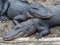 Two alligators Laying on Top of Each Other Outside on the Dirt with Their Teeth Showing