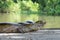 Two alligators looking at camera