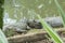 Two alligators with yellow bramble resting and sunbathing on the shores of a lake