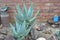 Two aloes in a rock garden