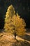 Two alone trees in early autumn morning, illuminated from side.