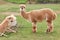 Two alpaca, llama or lama on a green grass on a meadow. Farming animals.
