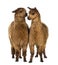 Two Alpacas against white background