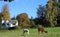 Two Alpacas grazing in field on sunny day, Cumbria