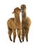 Two alpacas Light and dark brown together - Lama pacos