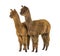 Two alpacas Light and dark brown together - Lama pacos