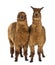 Two Alpacas looking at camera against white background