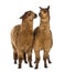 Two Alpacas looking at each other