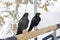 Two alpine choughs sitting on a wooden stick