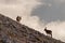 Two alpine ibex behind theme clouds