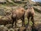 Two alpine ibexes standing next to each other, Animals from the mountains of Europe