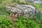 Two alpine marmots looking out of their cave