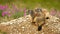 Two alpine marmots, marmota marmota, resting in nature