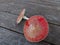 Two Amanita muscaria, commonly known as the fly agaric