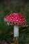 Two  Amanita muscaria,  fly agaric or fly amanita in green grass