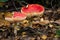 Two Amanita muscaria fly agaric mushrooms growing on a woodland floor in West Sussex, UK, surrounded by autumn leaves