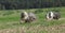 Two amazing bearded collies running together